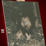 Алмазная мозаика Животные лев 40x50