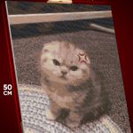 Алмазная мозаика Котики злой мем 40x50