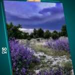 Картина на стену Пейзаж летний тропа цветы 40x50