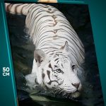 Картина на стену Животные белый тигр 40x50