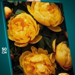 Картина на стену Цветы пионы желтые 40x50
