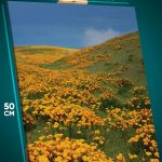 Картина на стену Цветы маки поле 40x50
