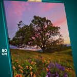 Картина на стену Пейзаж летний дерево закат 40x50