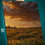 Картина на стену Пейзаж летний природа цветы поле 40x50