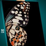 Картина на стену Животные бабочки абстракция 40x50