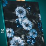 Картина на стену Цветы нигелла 40x50