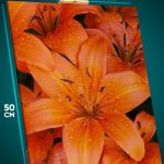 Картина на стену Цветы лилии 40x50