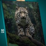 Картина на стену Животные леопард 40x50