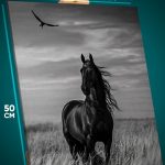 Картина на стену Животные конь лошадь монохром 40x50