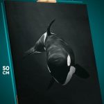 Картина на стену Животные косатка кит монохром 40x50
