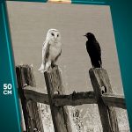 Картина на стену Животные птица ворон и сова филин 40x50