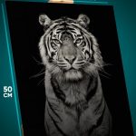 Картина на стену Животные тигр монохром 40x50