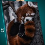 Картина на стену Животные красная панда 40x50