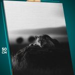 Картина на стену Животные леопарод монохром 40x50