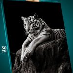 Картина на стену Животные тигр монохром 40x50