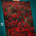 Картина на стену Цветы поле красные маки 40x50