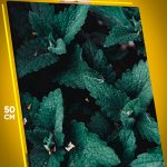 Картина на стену Цветы мята 40x50